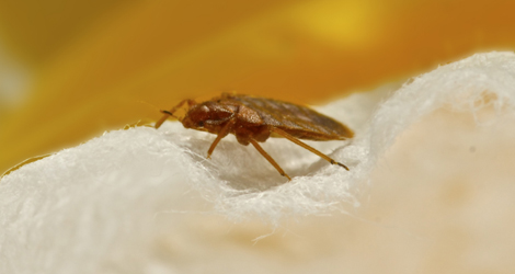 Bed Bug Control Experts in Vancouver