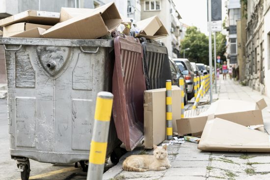 cute-cat-sitting-rubbish-bin-outdoors