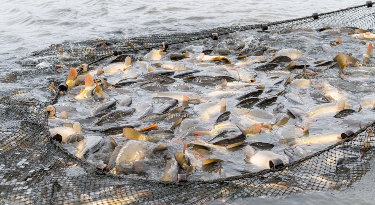 Fish Farm Dubai: Pioneering Aquaculture in the Desert