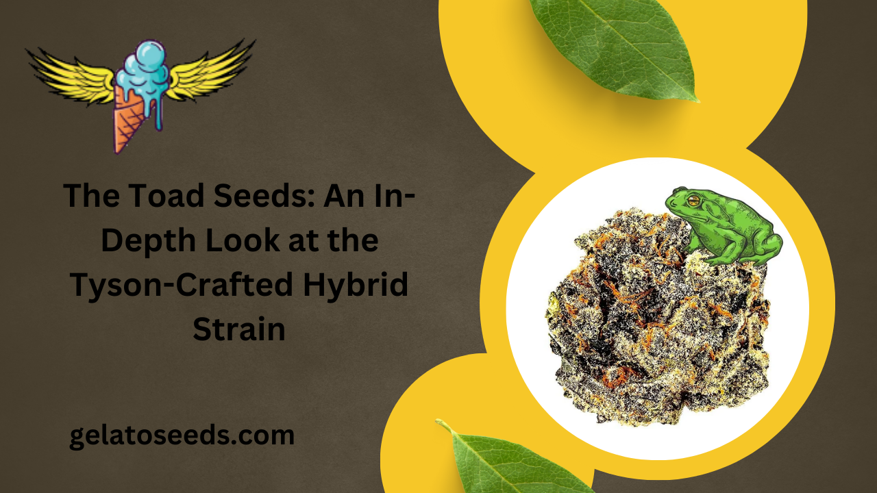 The Toad Seeds An In-Depth Look at the Tyson-Crafted Hybrid Strain