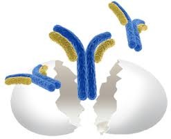 chicken antibodies