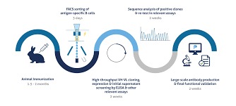 custom antibody development