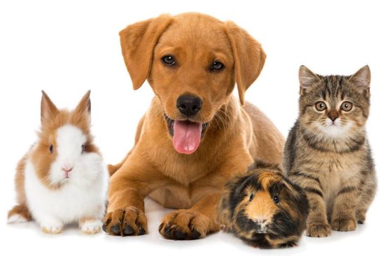 hi_res_dogs_cats_rabbits_pets_1200x750-e017741227f7382c3ba7aaeb27b28297_desktop_x++-1200x1200