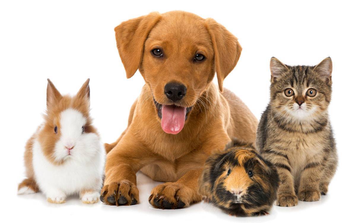 hi_res_dogs_cats_rabbits_pets_1200x750-e017741227f7382c3ba7aaeb27b28297_desktop_x++-1200x1200