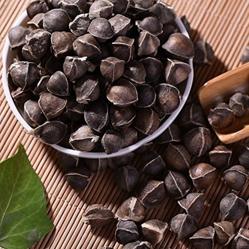 Moringa Seeds Suppliers India