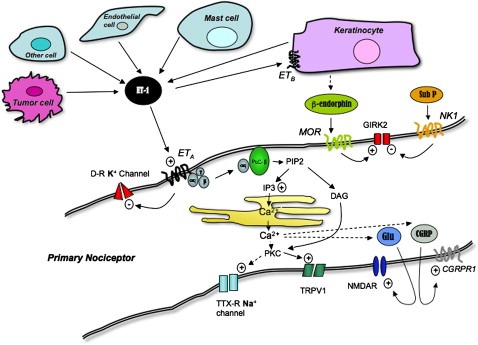 sheep endothelin A receptor