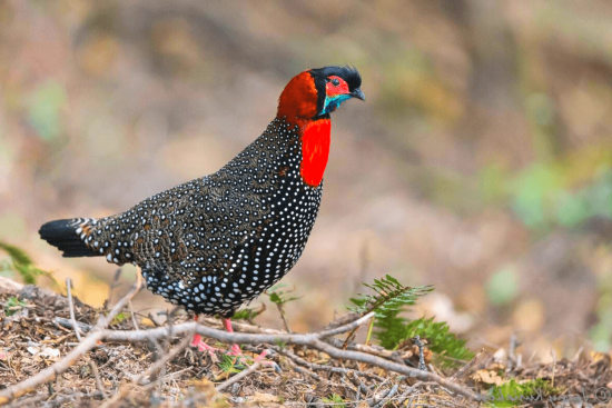 western_tragopan