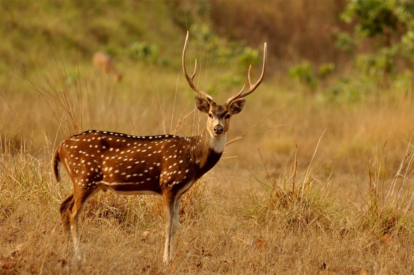 Gir National Park