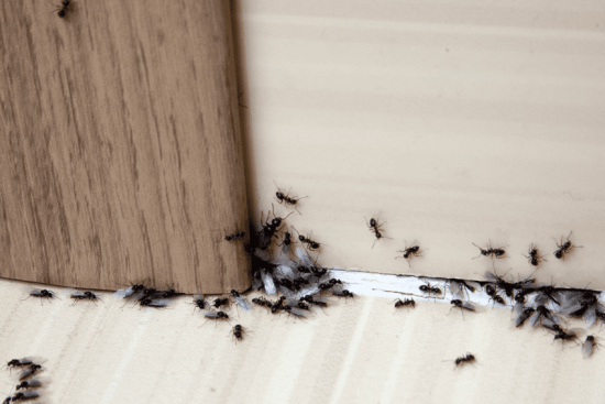 ant-removal-melbourne