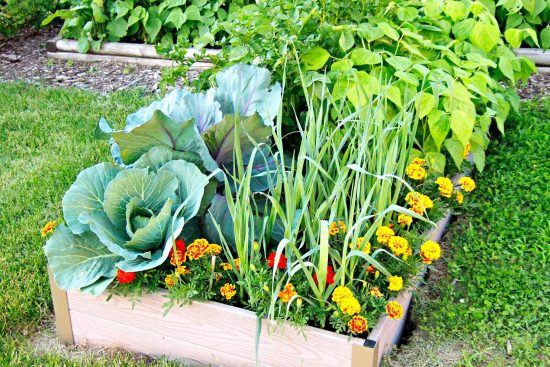 best vegetable seedlings