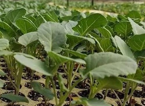 vegetable plants for sale