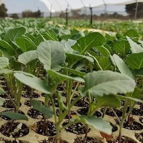 vegetable plants for sale