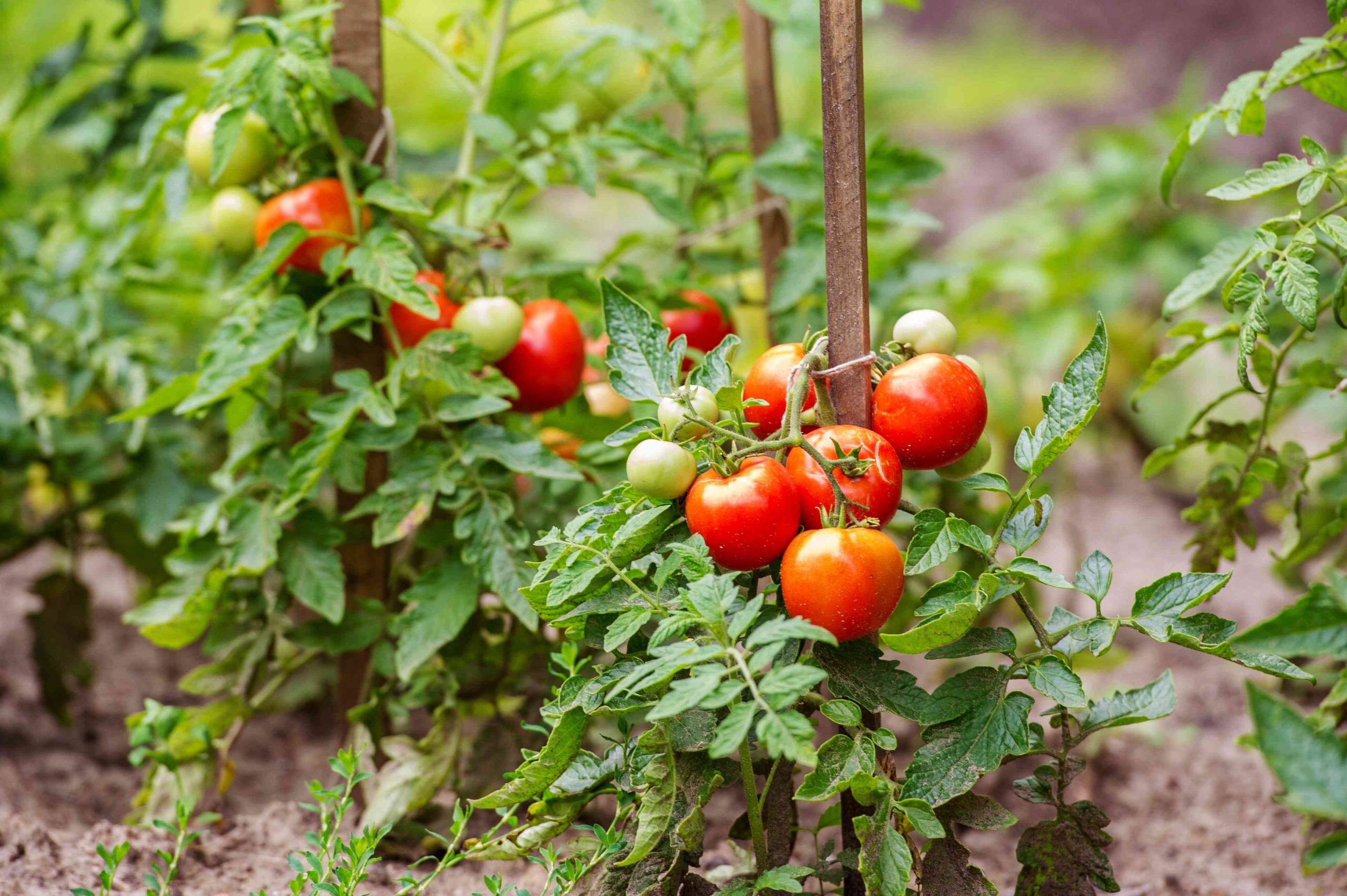 vegetable plants