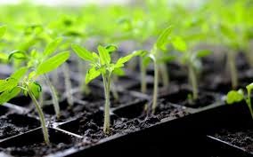 vegetable starter plants